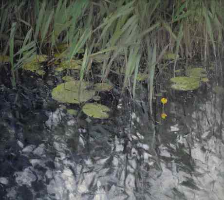 Water lilies