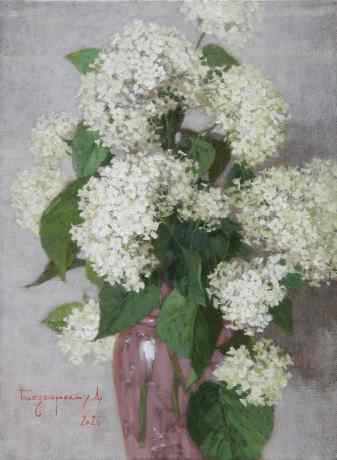White Lace, Hydrangea